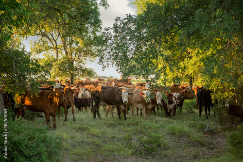 Herd of cow calf pairs in pasture at sunrise on the beef cattle ranch