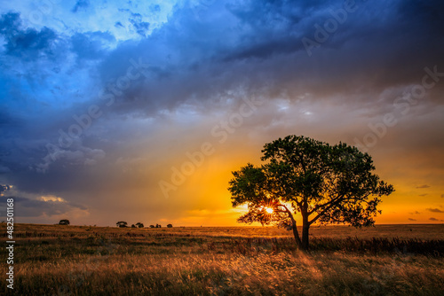 Tree on range land  covered in natural grasses  at sunrise during a storm on a cattle ranch 