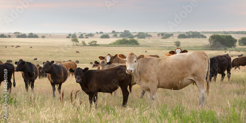 Content and healthy cow and calf pairs grazing on pasture on the beef cattle ranch the evening just before they are weaned using the hot fence method