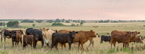 Photo Herd of cow and calf pairs on pasture on the beef cattle ranch, at sunset, just