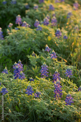 Texas bluebonnet blooming 