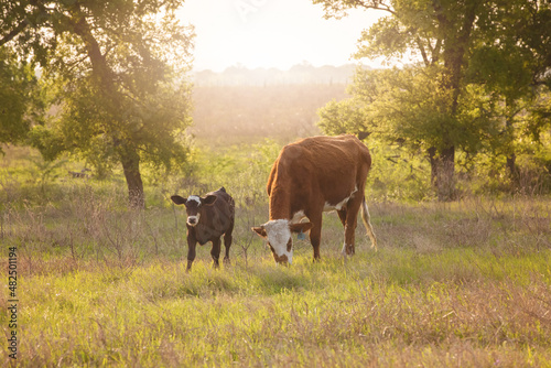 Cow and calf pair grazing on the beef cattle ranch in spring