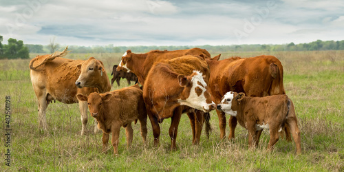 Mother beef cows and calves grazing on pasture on the cattle ranch