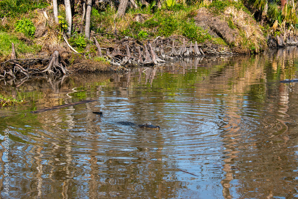 An alligator in a swamp near the New Orleans, Louisiana, US, January 2022 An alligator in a swamp near the New Orleans, Louisiana, US, January 2022