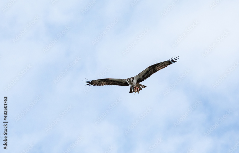 Flying osprey Pandion haliaetus with an eaten fish Flying osprey Pandion haliaetus with an eaten fish