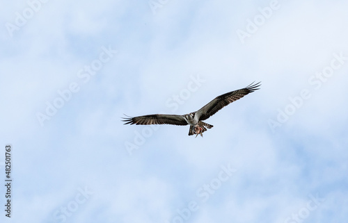 Flying osprey Pandion haliaetus with an eaten fish