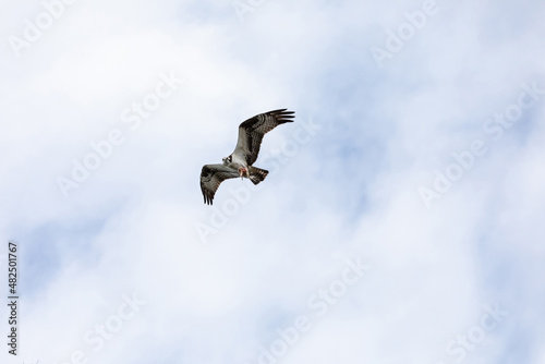 Flying osprey Pandion haliaetus with an eaten fish photo