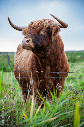 Alarmed longhorn bull, Sylt