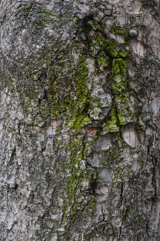 Fototapeta premium corteza arbol muzgo