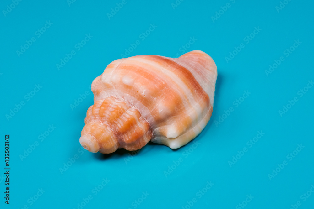 Nutmeg sea shell on blue background