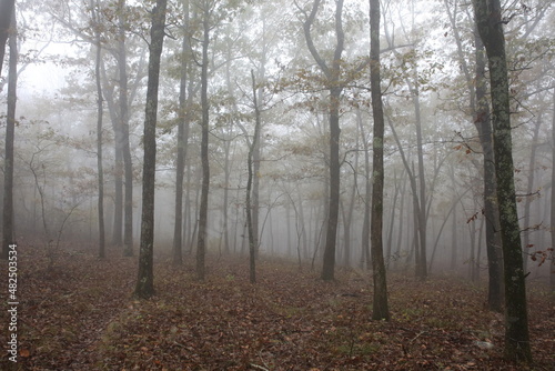 Fog in the Forest 2