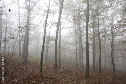 Fog in the Forest 1