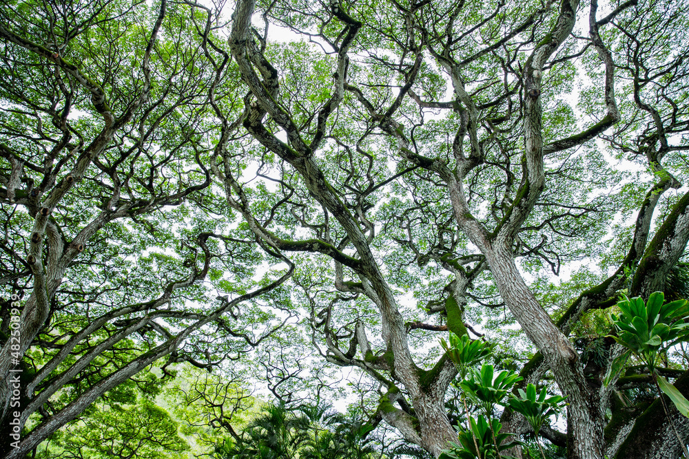 Fototapeta premium tree canopy in hawaii