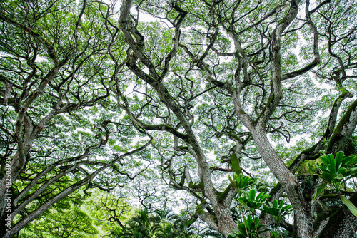 tree canopy in hawaii