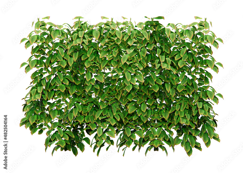 Obraz premium Isometric vines plant 3d rendering