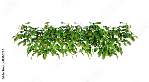 Isometric vines plant 3d rendering