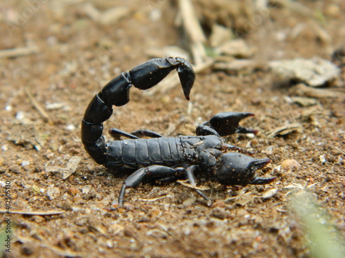 scorpion on the sand