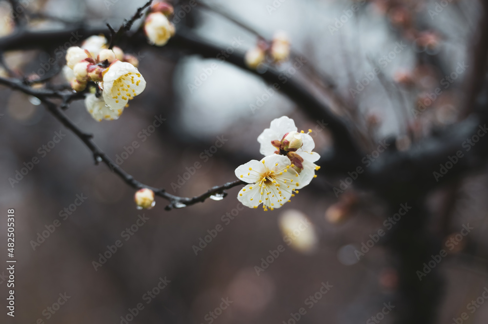 Plum blossoms bloom in early spring in East Lake Plum Garden in Wuhan, Hubei Plum blossoms bloom in early spring in East Lake Plum Garden in Wuhan, Hubei