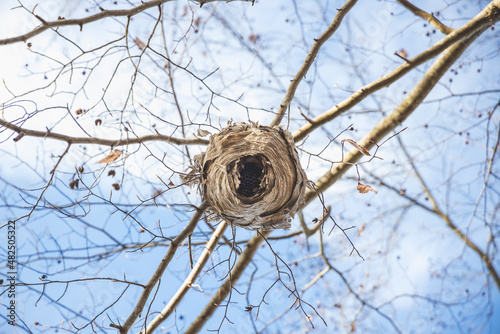 Looking up into the bottom of a hive on a tree branch