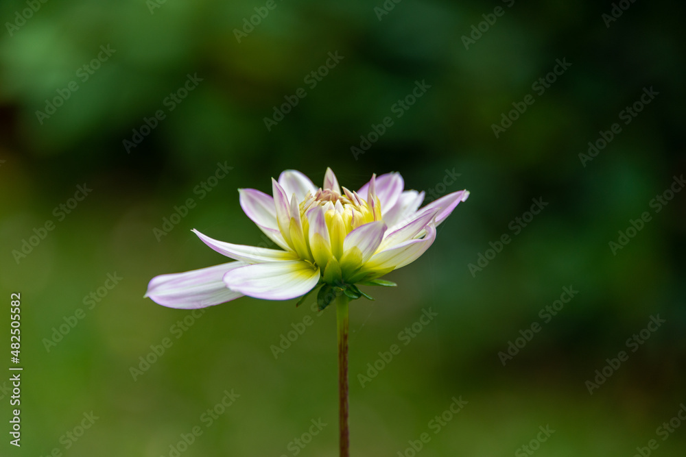A small white with pink and yellow colored dahlia flower. The bloom is near a dark green background. The delicate petals have opened exposing the center bud. The flower is on a thin single stem. A small white with pink and yellow colored dahlia flower. The bloom is near a dark green background. The delicate petals have opened exposing the center bud. The flower is on a thin single stem.