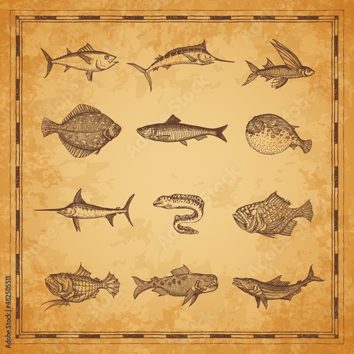 Sea and ocean fish sketches, ancient map elements with marine monsters. vector. Sailor vintage map scroll with ocean shark and tuna, flounder and swordfish, marlin, muraena, underwater monster sketch