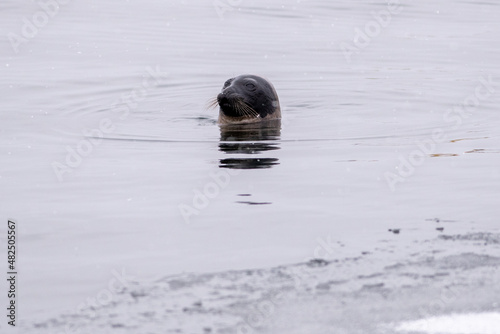 Adult harp seal swimming with its head out of the cold frigid Atlantic Ocean. The animal has long whiskers, dark eyes, a grey fur coat and a heart shaped nose. The side view of the seal shows no ears 