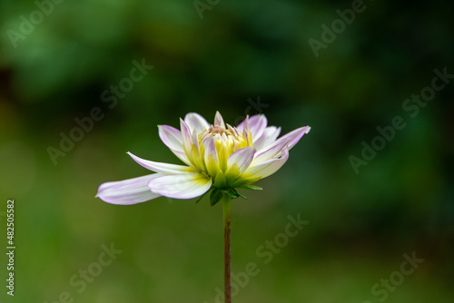 A small white with pink and yellow colored dahlia flower. The bloom is near a dark green background. The delicate petals have opened exposing the center bud. The flower is on a thin single stem.  