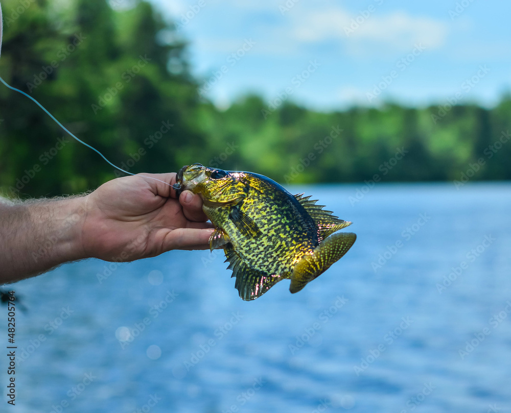 Crappie held by the mouth, straight out of the water, shore fishing on the  lake, summer day. Stock Photo