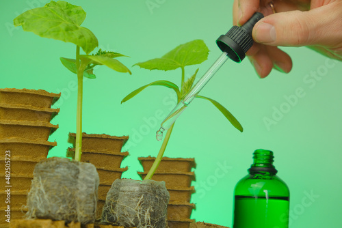 Fertilizer for seedlings. Seedling root system activator in a green bottle, a cucumber plant and a pipette in a man's hand on a green background.Growth energy for plants.Plant breeding. photo