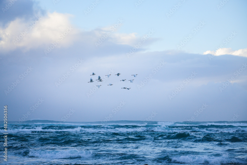 egrets over the ocean 2