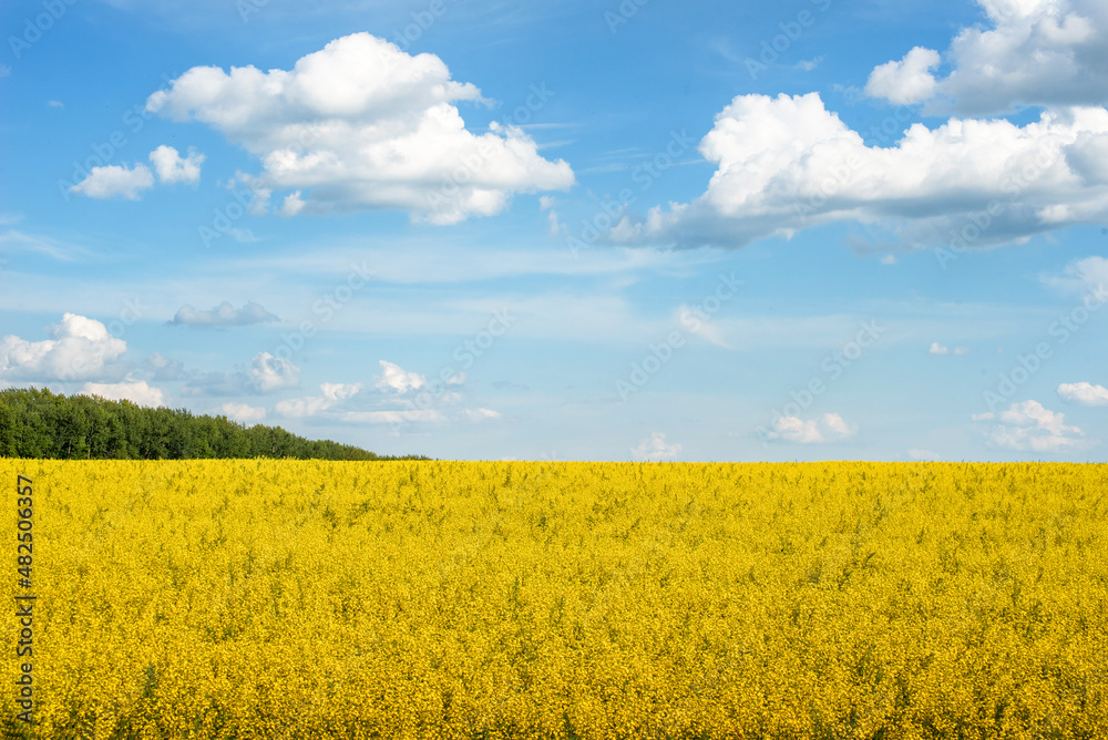 a beautiful yellow rapeseed field against a background of blue sky, clouds and a strip of forest in the distance a beautiful yellow rapeseed field against a background of blue sky, clouds and a strip of forest in the distance
