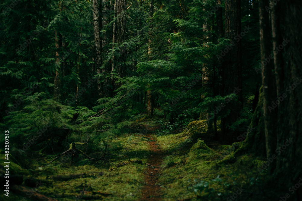 Path through a very dark mossy forest woods Path through a very dark mossy forest woods
