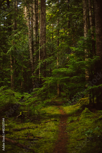 Path through a dark mossy forest woods © Jennifer