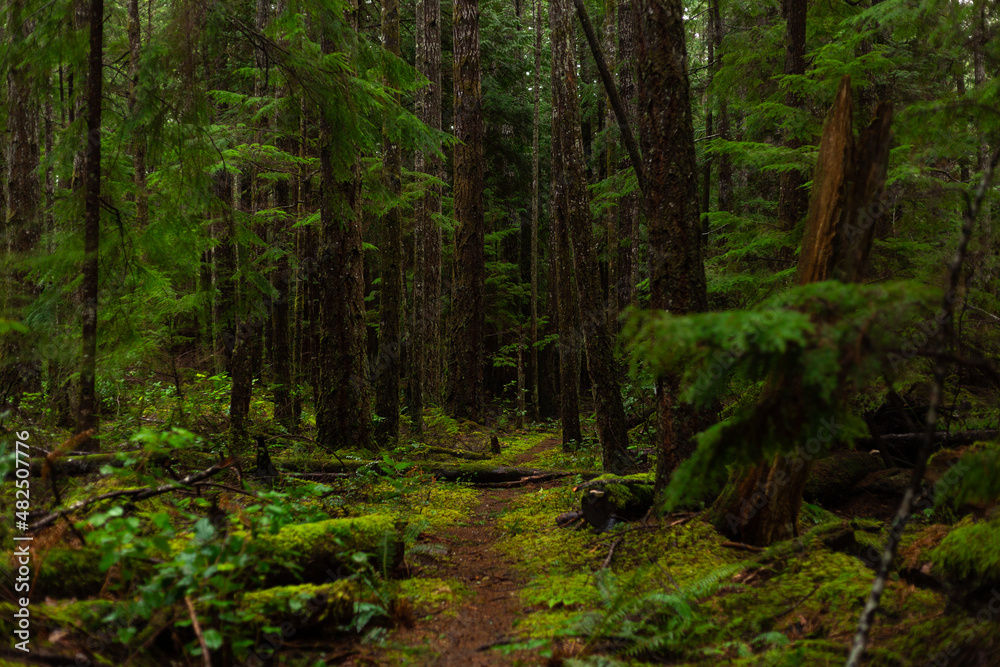 Path through a dark mossy forest woods