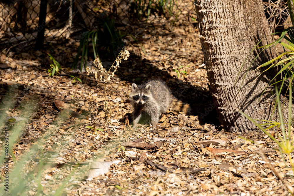 Naklejka premium Curious baby raccoon Procyon lotor on a tree in Bonita Springs