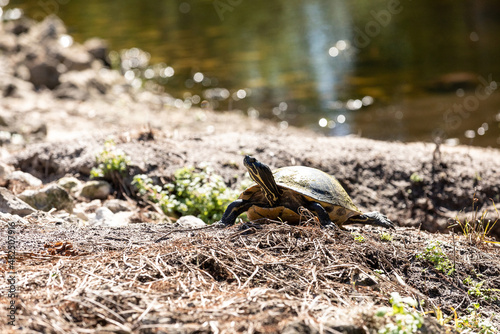 Basking yellow-bellied turtle Trachemys scripta scripta stretches out across the rocks photo