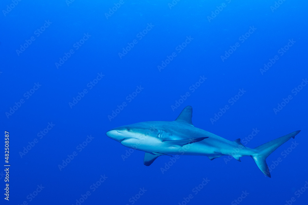 Fototapeta premium A lone reef shark swims through the tropical warm water of the Caribbean sea. This apex predator was shot off Bloody Bay Wall in Little Cayman