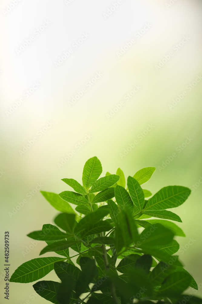 Beautiful nature view green leaf on blurred greenery background under sunlight with bokeh and copy space using as background natural plants landscape, ecology wallpaper concept. Beautiful nature view green leaf on blurred greenery background under sunlight with bokeh and copy space using as background natural plants landscape, ecology wallpaper concept.
