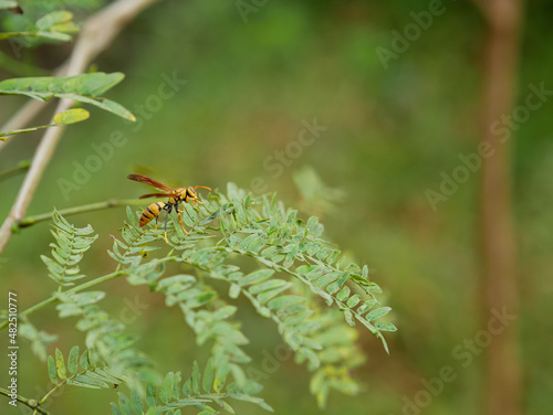 wasp perched on acacia leaf. tropical insects