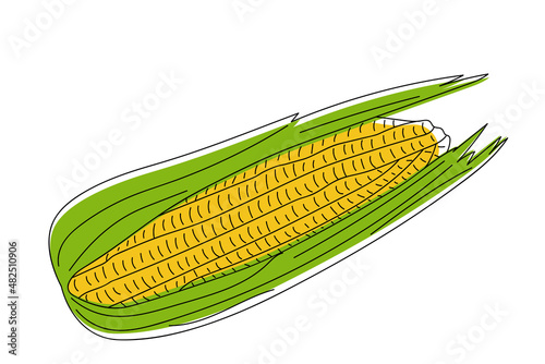 Vector illustration of a hand drawn corn cob isolated on a white background,