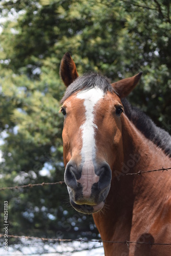 portrait of a horse