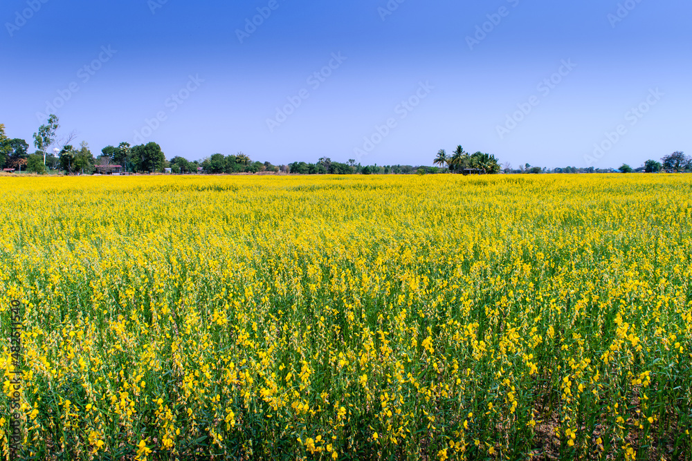 Crotalaria juncea in the field