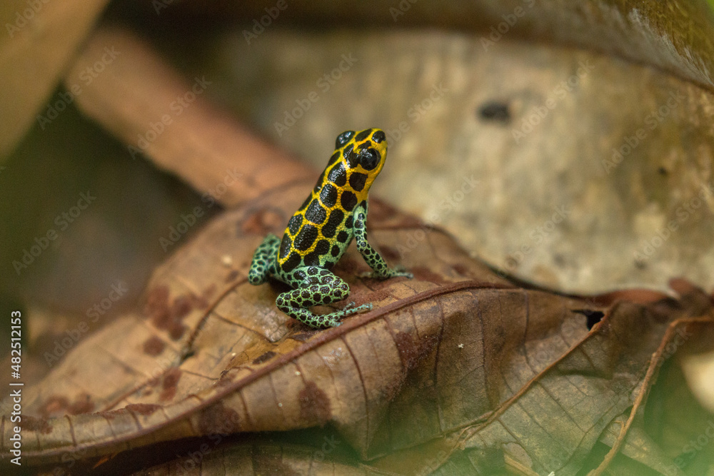 Naklejka premium colourful dart frog on leafs in peruvian amazon ranitomeya