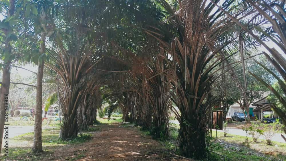 The oil palm farm elaeis guineensis with spreading leaves growing among thicket of tropical plants. The oil palm farm elaeis guineensis with spreading leaves growing among thicket of tropical plants.