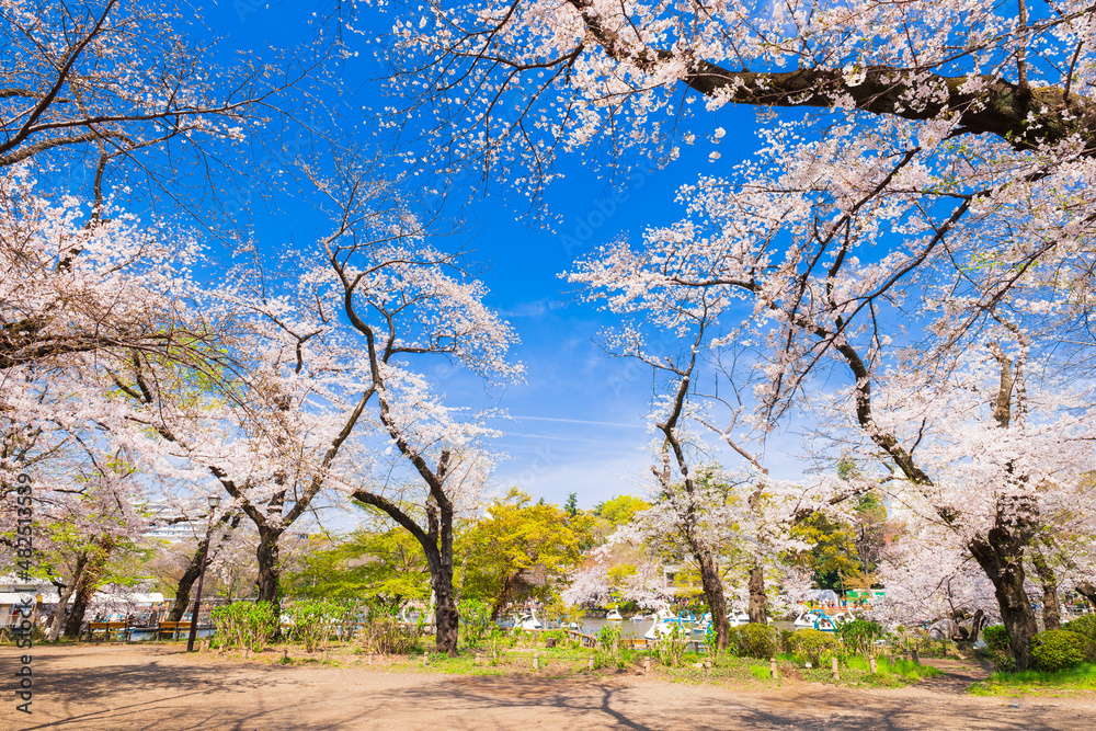吉祥寺　桜満開の井の頭公園