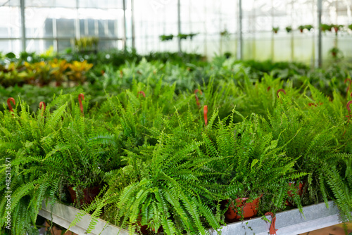 Pots with green ferns in gardening center. Domestic plants in shop.