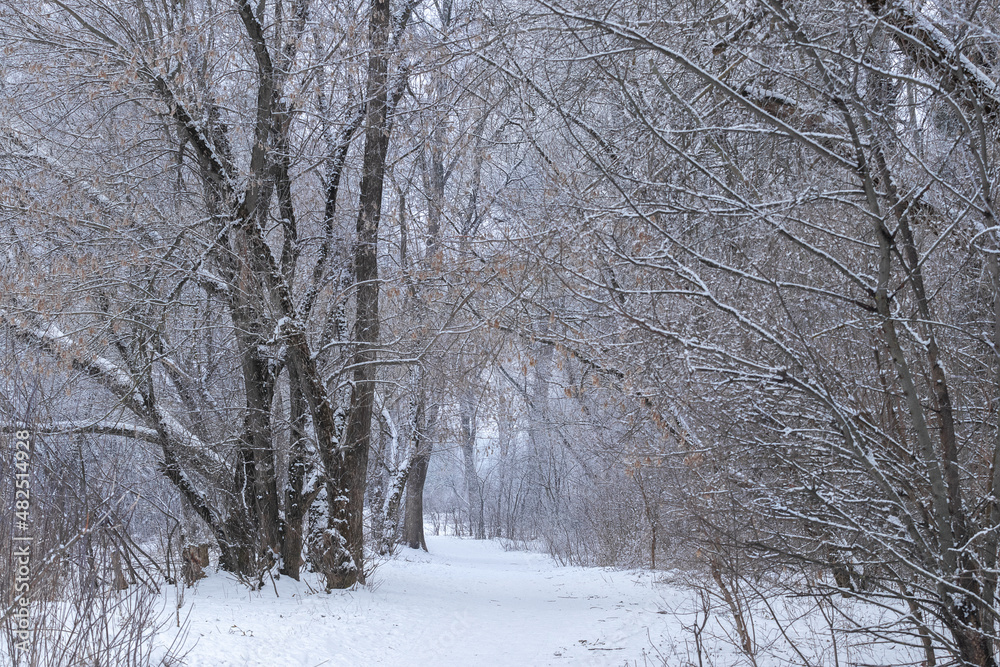 Fototapeta premium Winter landscape.Winter park on a frosty cloudy day with snow-covered trees.