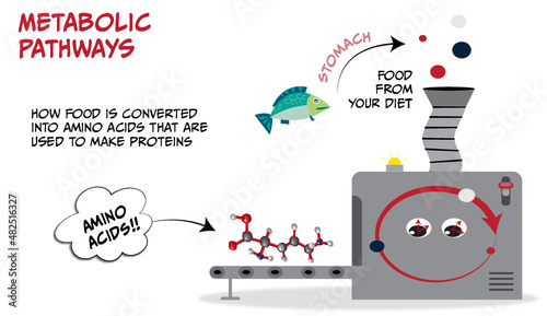 metabolic pathways using food to make proteins