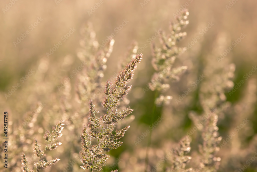 Field grass and flowers in backlight. Nature and floral botany Field grass and flowers in backlight. Nature and floral botany