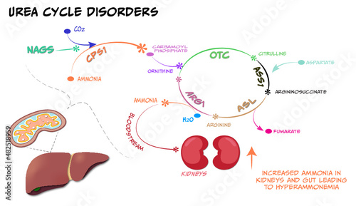 the enzymes, transporters, and genes involved in urea cycle disorders